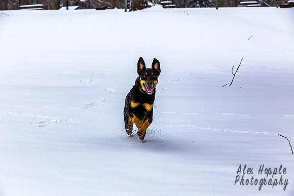 Snow Dog Running