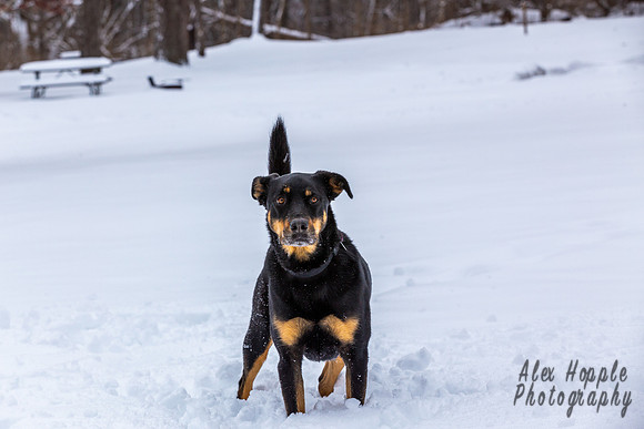 Ready Snow Dog