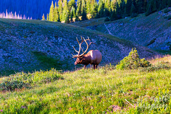 Colorado Wildlife