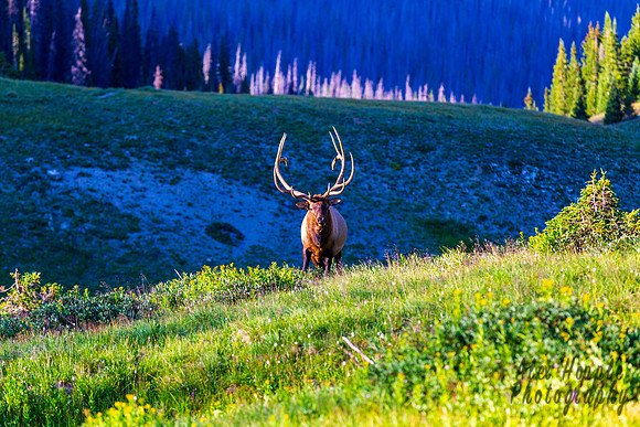 Colorado Elk