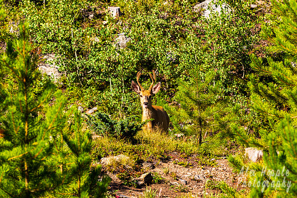 Deer in Plain Sight