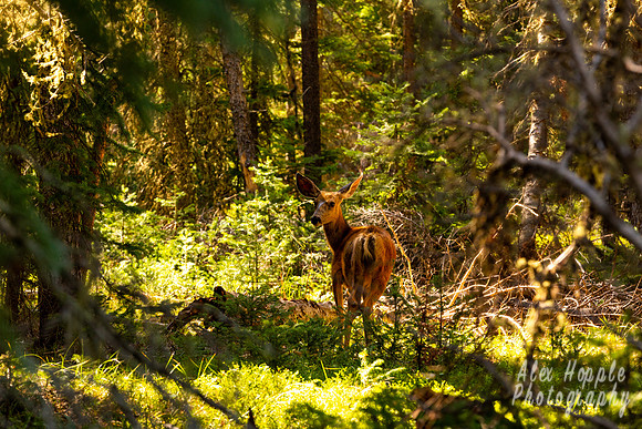 Deer in the Woods