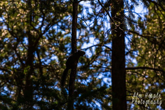 Screaming Squirrel
