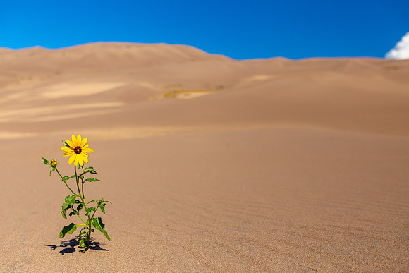 Seed of Hope