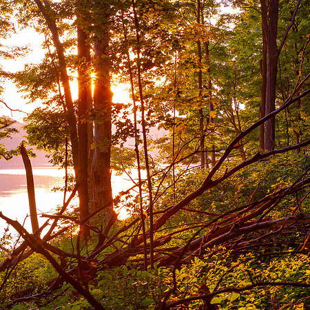 Sunset Through the Trees