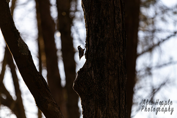 Bird Silhouette
