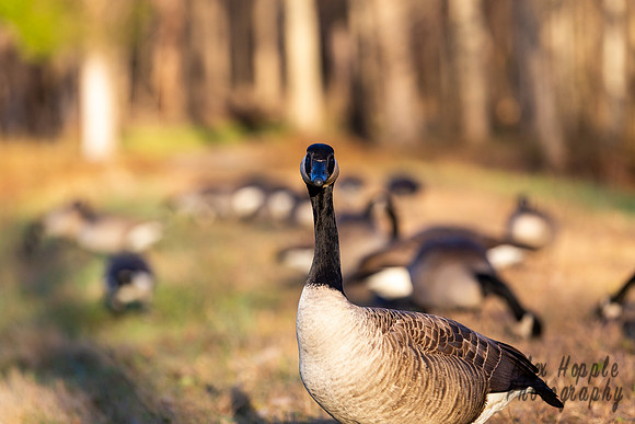 Goose Looking