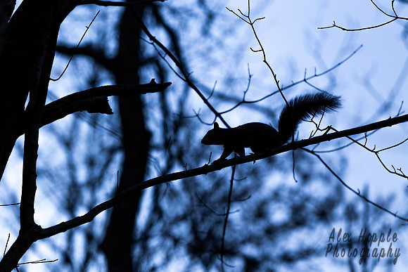 Squirrel Silhouette