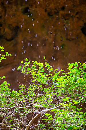 Branches in the falls